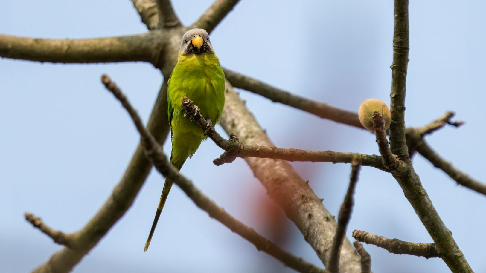Wohl ein Jungtier - Rosenkopfsittich , Blossom-headed Parakeet, Psittacula roseata. Der Rosenkopfsittich erreicht eine Größe von 30 Zentimetern. Beim adulten Männchen der Nominatform sind die Stirn, die Wangen und die Ohrdecken roséfarben.